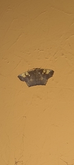 Paragonia cruraria