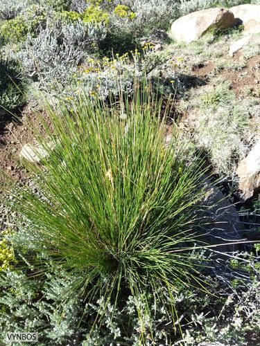 Drakensberg Wire Grass (Merxmuellera drakensbergensis)