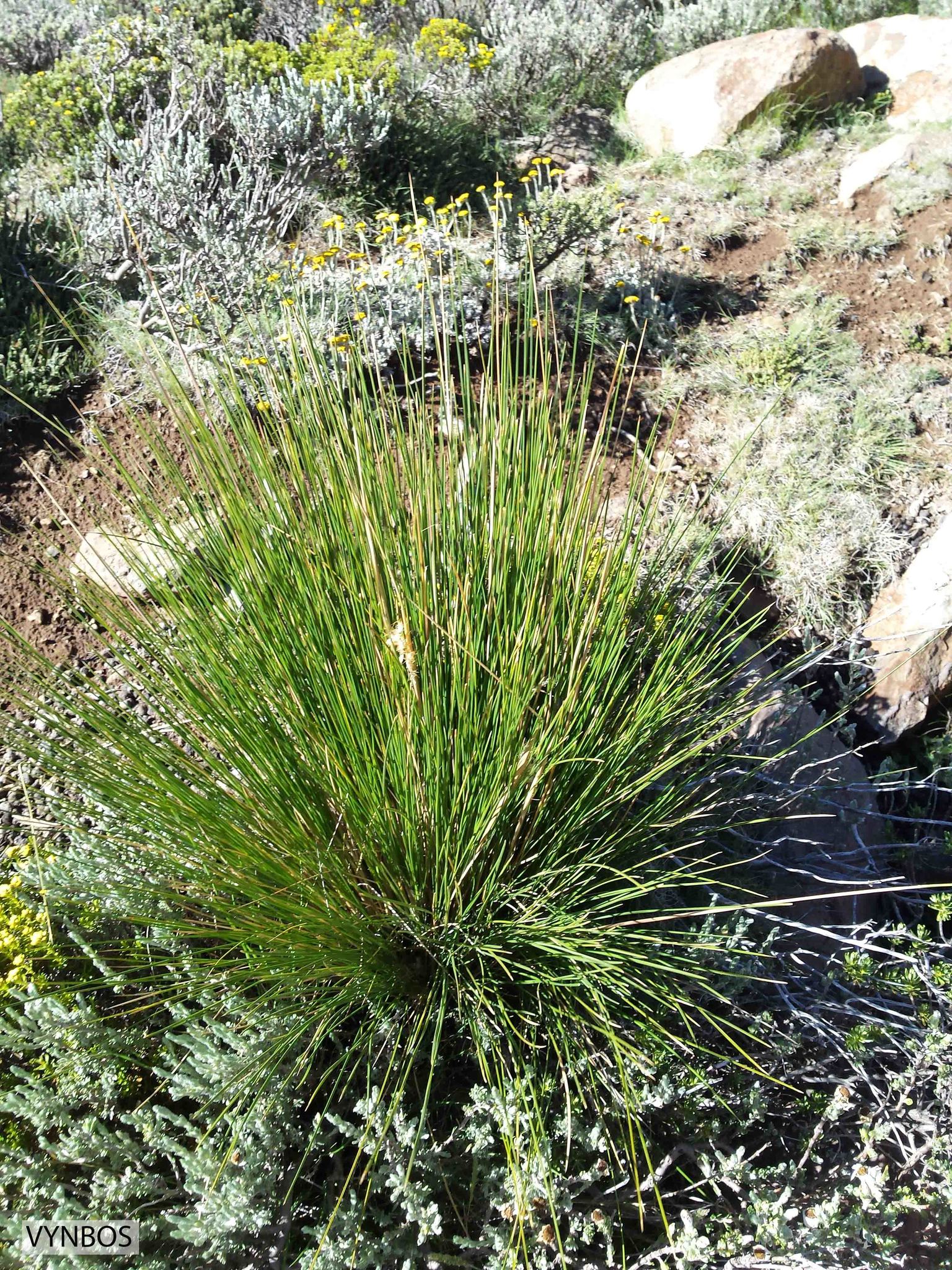 Merxmuellera drakensbergensis