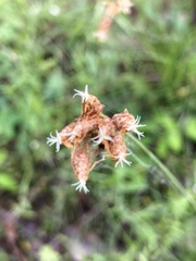 Fimbristylis puberula puberula