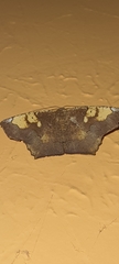 Paragonia cruraria