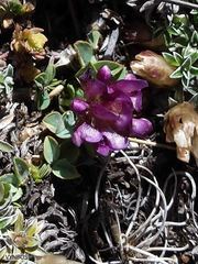 Trifolium burchellianum