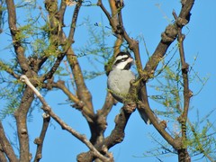 Lophospingus pusillus