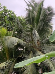 Cocos nucifera