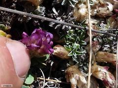 Trifolium burchellianum