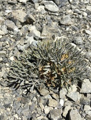 Lignocarpa carnosula