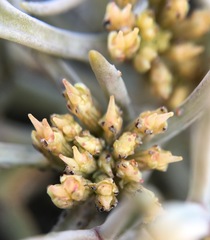 Lignocarpa carnosula