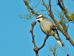 Lophospingus pusillus