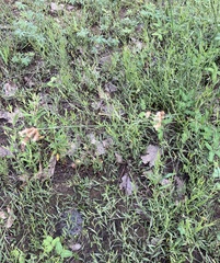 Fimbristylis puberula puberula