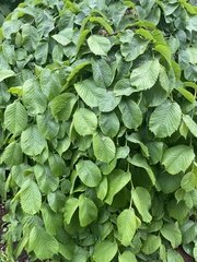 Ulmus glabra camperdownii