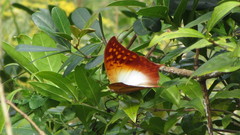 Charaxes varanes varanes