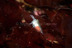 Diaphoreolis viridis