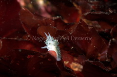 Diaphoreolis viridis