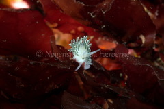 Diaphoreolis viridis