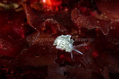 Diaphoreolis viridis