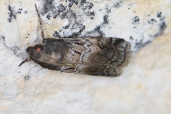 Chararica hystriculella