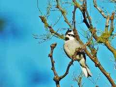 Lophospingus pusillus