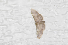 Idaea furciferata