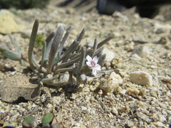 Claytonia exigua