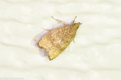 Psilocorsis cryptolechiella