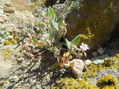 Claytonia exigua