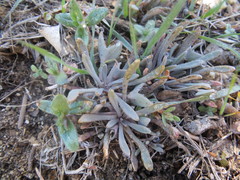Claytonia exigua
