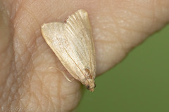 Hypsopygia planalis