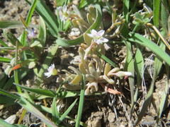 Claytonia exigua