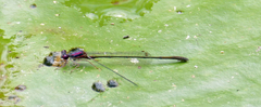 Enallagma dubium