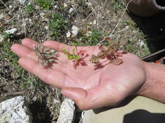 Claytonia exigua