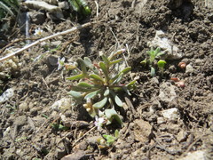 Claytonia exigua