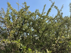 Gymnosporia buxifolia