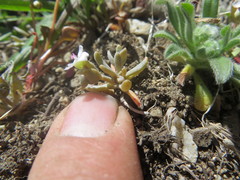 Claytonia exigua