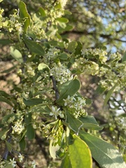 Gymnosporia buxifolia