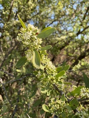 Gymnosporia buxifolia