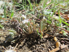 Claytonia exigua