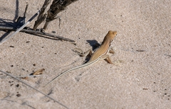 Meroles ctenodactylus