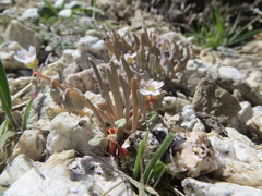 Claytonia exigua