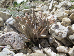 Claytonia exigua