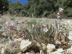 Claytonia exigua