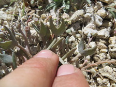 Claytonia exigua