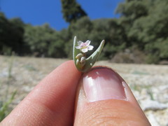 Claytonia exigua