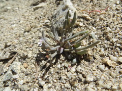 Claytonia exigua