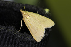 Hypsopygia planalis