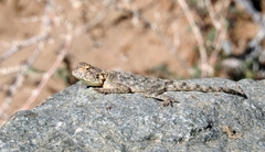 Agama anchietae