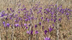 Brodiaea elegans elegans