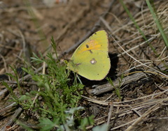 Colias myrmidone
