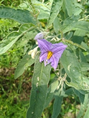 Solanum elaeagnifolium