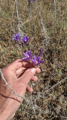 Brodiaea elegans elegans