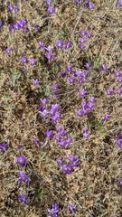 Brodiaea elegans elegans